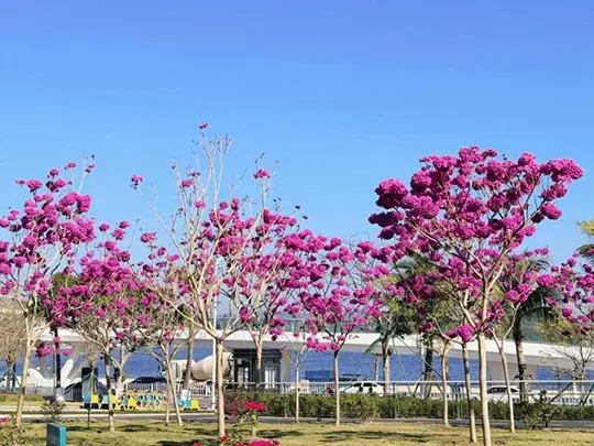 درختان گلدار متوسط