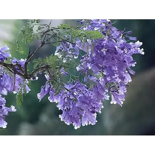 چگونه یک درخت جاکاراندا مناظر خیره کننده و زیبایی طولانی مدت ایجاد می کند؟