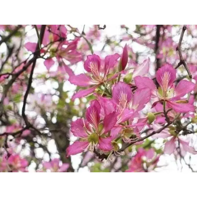 چگونه یک درخت ارکیده صورتی می تواند فضاهای داخلی و خارجی را با زیبایی ماندگار تغییر دهد؟ چگونه یک درخت ارکیده صورتی می تواند فضاهای داخلی و خارجی را با زیبایی ماندگار تغییر دهد؟