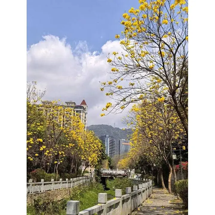 درختان خیابان شیپور طلایی