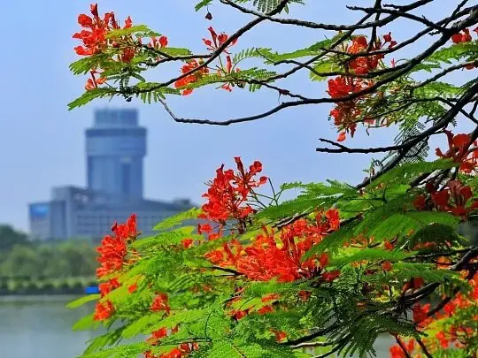 Potted Royal Poinciana Tree