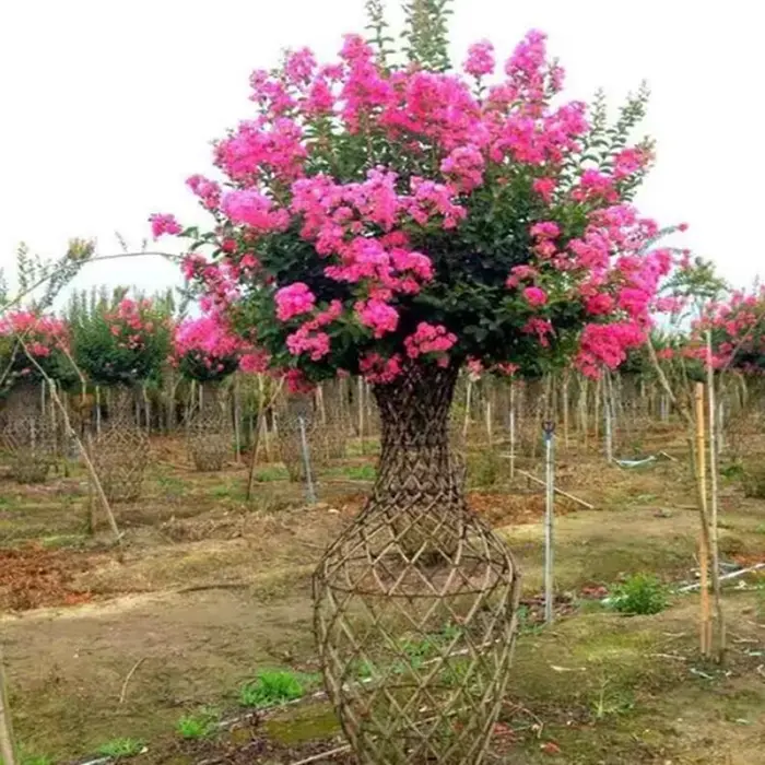 Crape Myrtle Bonsai Tree