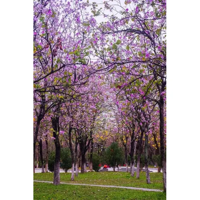 بونسای درخت ارکیده صورتی