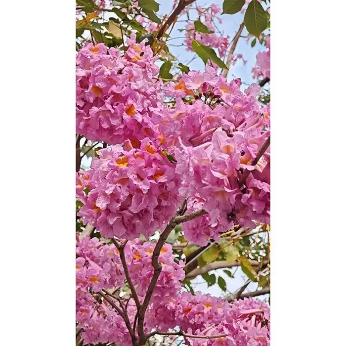 بونسای درخت شیپور بنفش