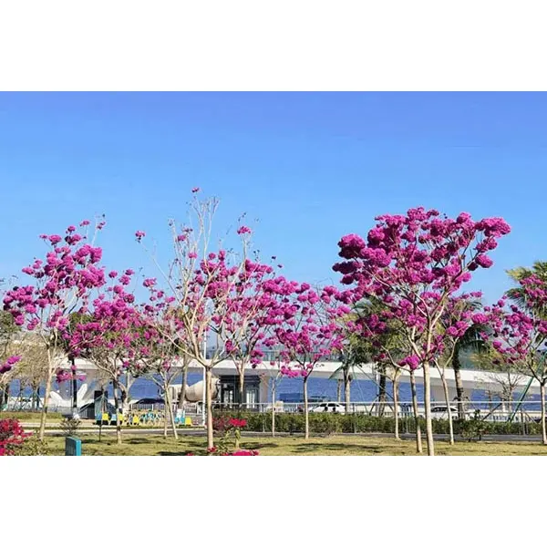 آستر درخت شیپور بنفش