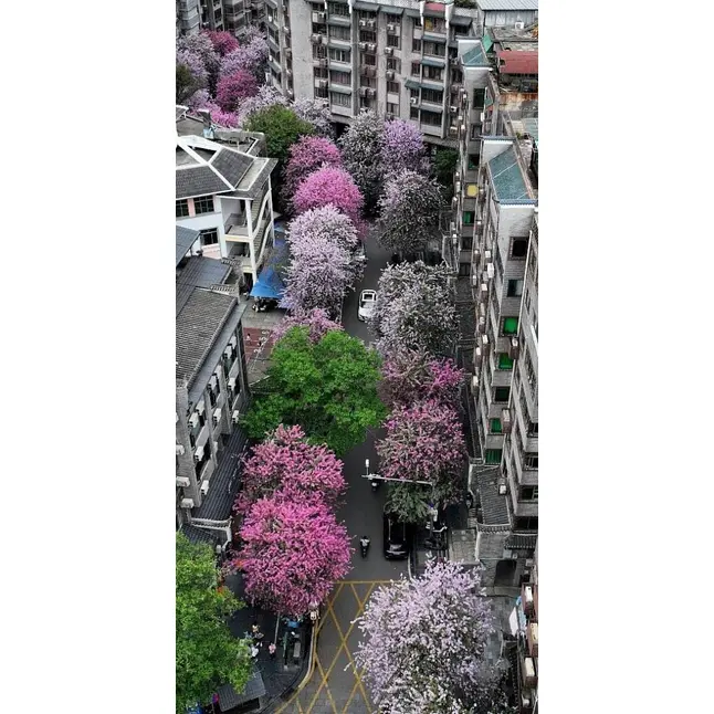 نمونه درخت ارکیده صورتی