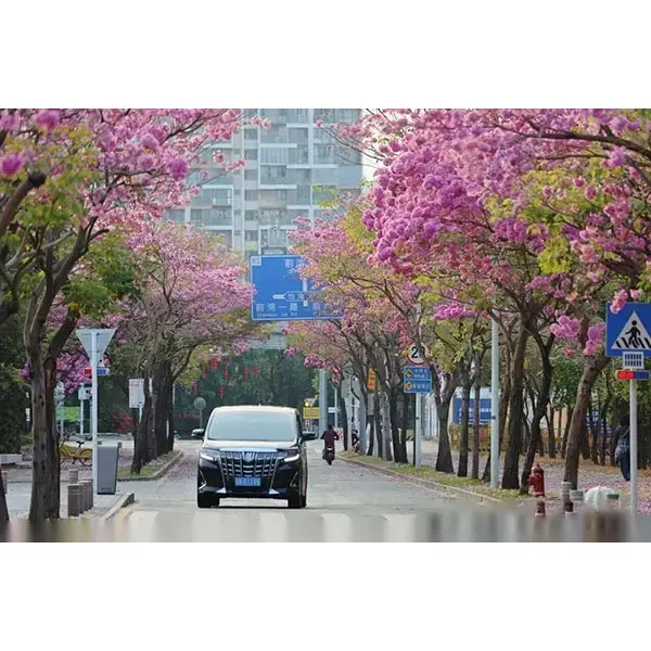 درخت شیپور بنفش نمونه