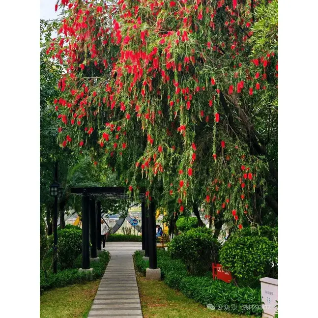 آسترهای برس بطری گریان