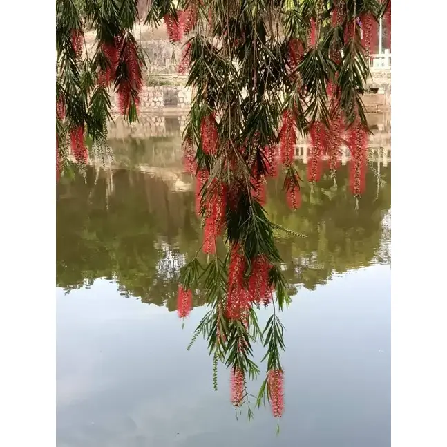 درختان خیابان بطری گریان